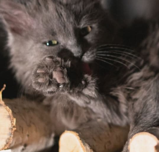Vaccines Up Close, Part Two – Cats