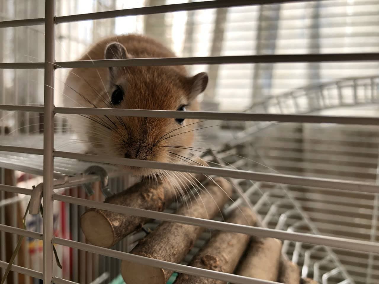 Eye Problems in Rodents