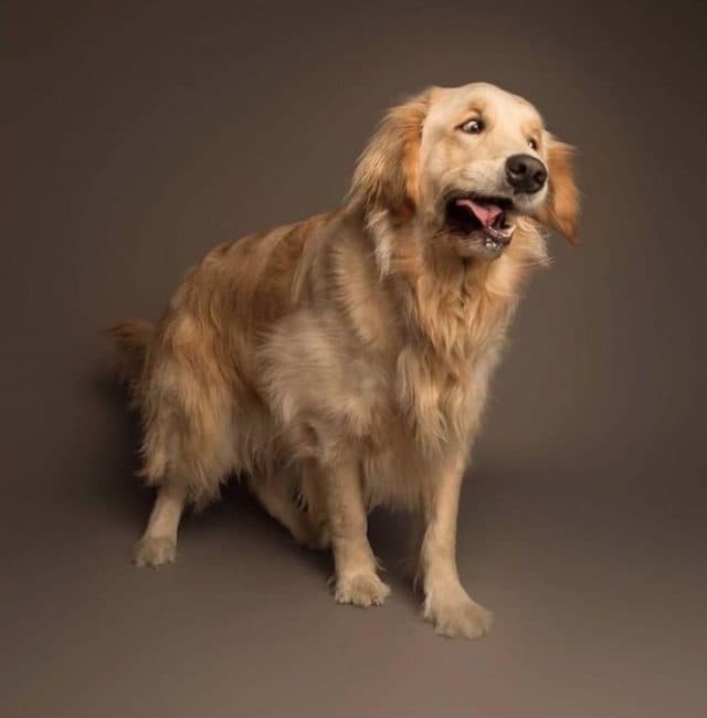 Reverse Sneezing in Dogs