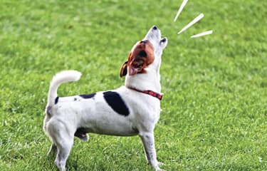 Voice Loss in Pets