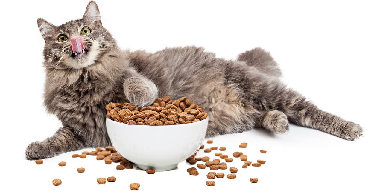 The Particulars of Feeding Cats