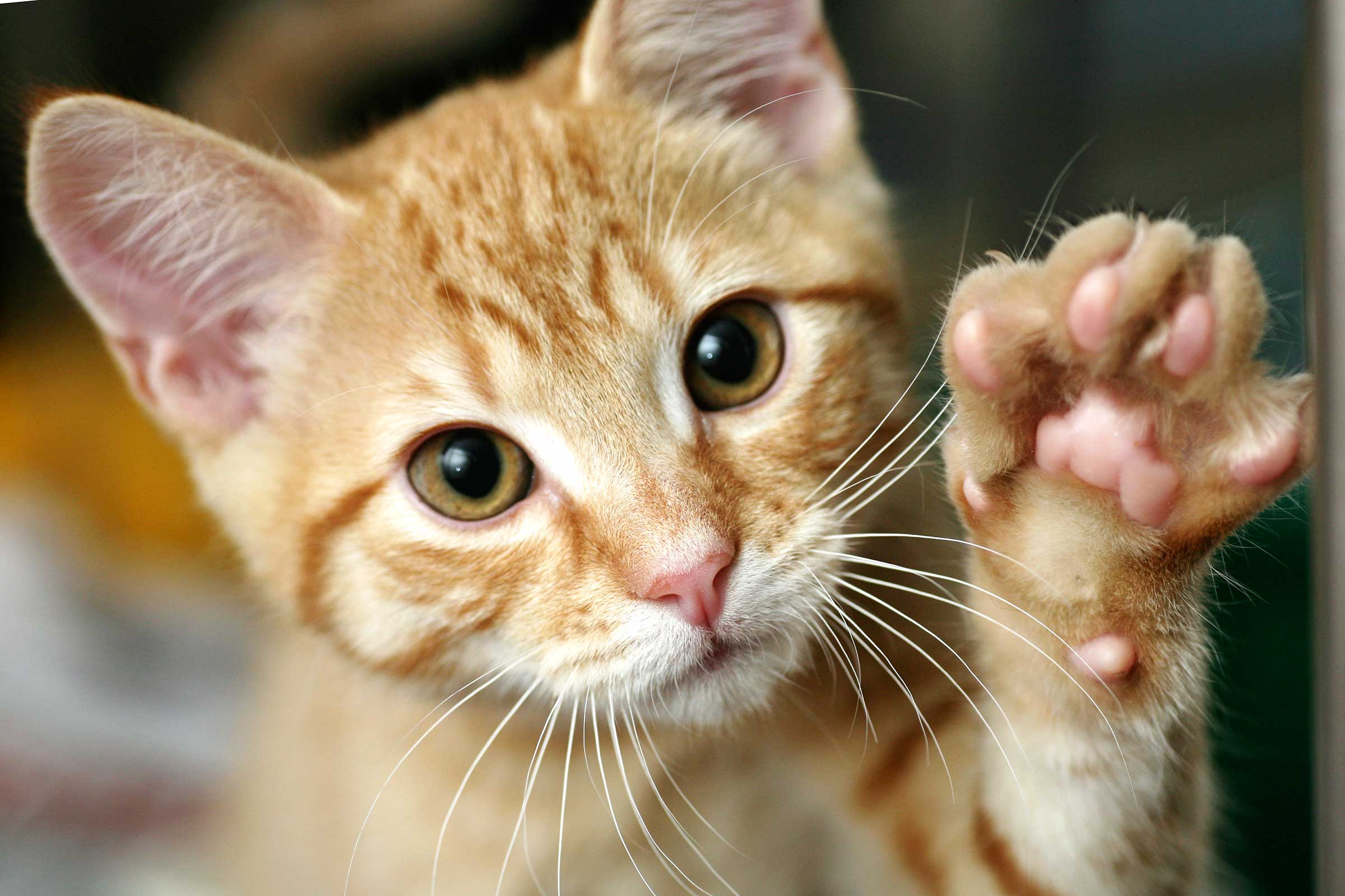 Cats and Stress