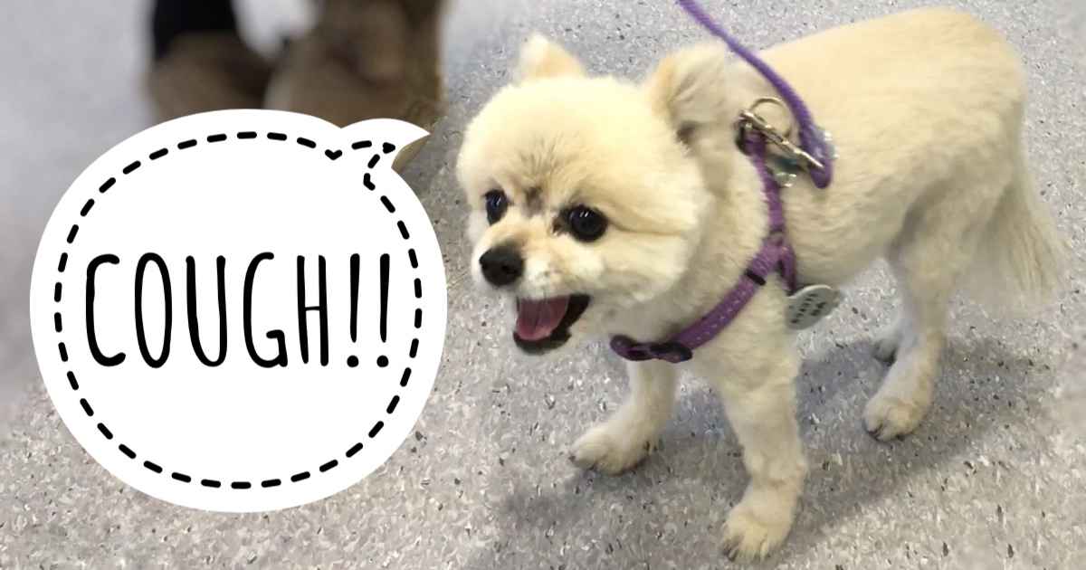 Kennel Cough – What Is It?
