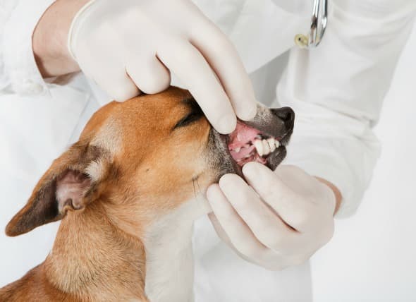 Dental Care in Dogs and Cats