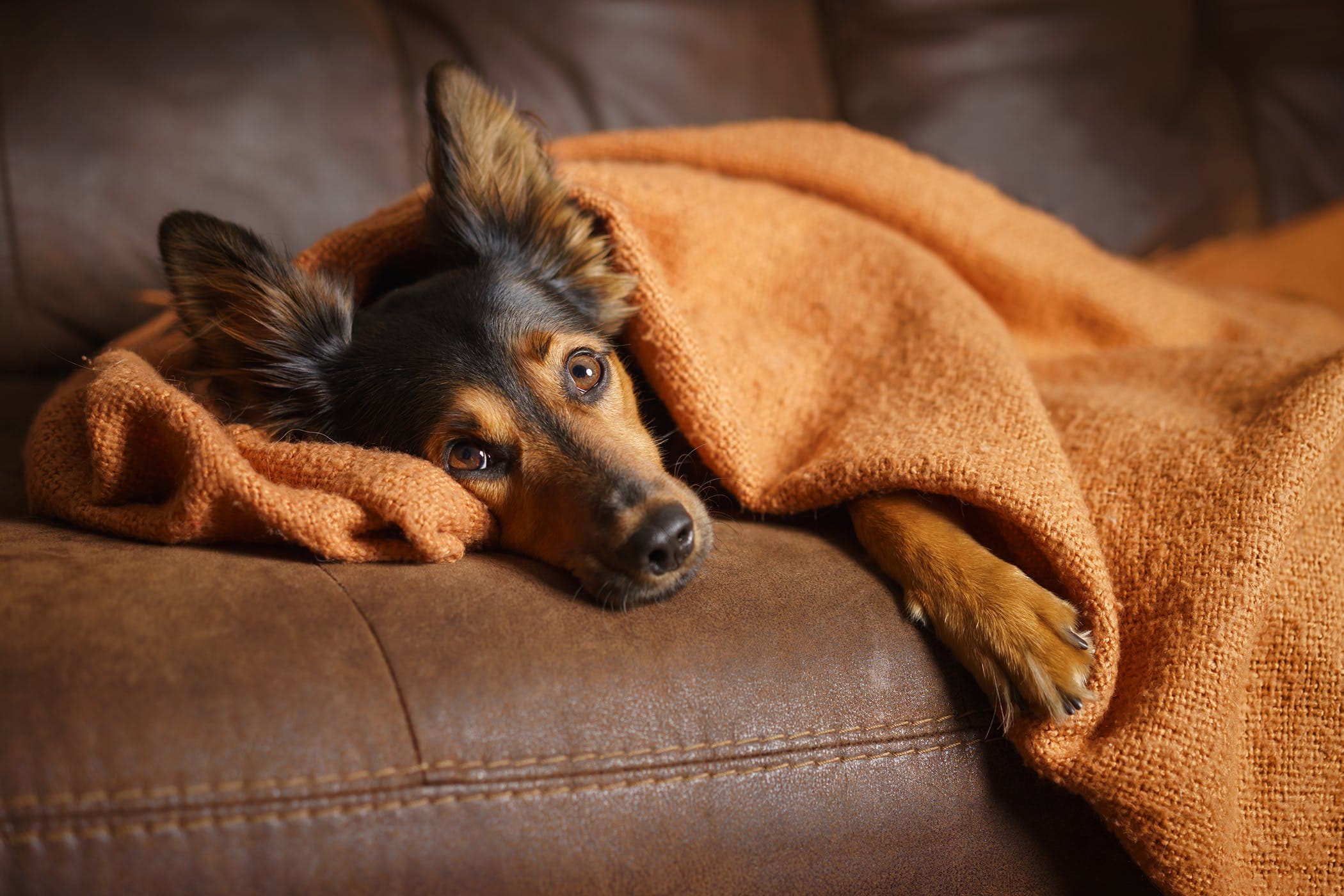 False Pregnancy in Dogs