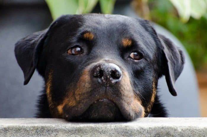 The Spiral of Pain – Osteoarthritis in Dogs