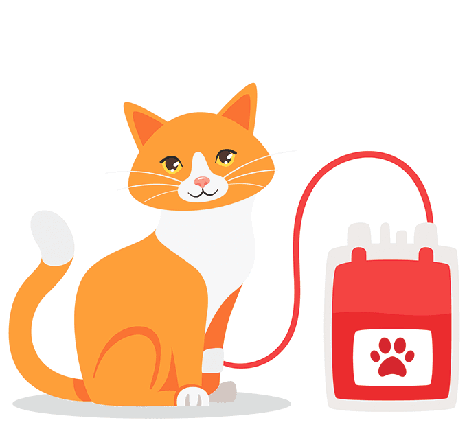 Blood Transfusion in Cats
