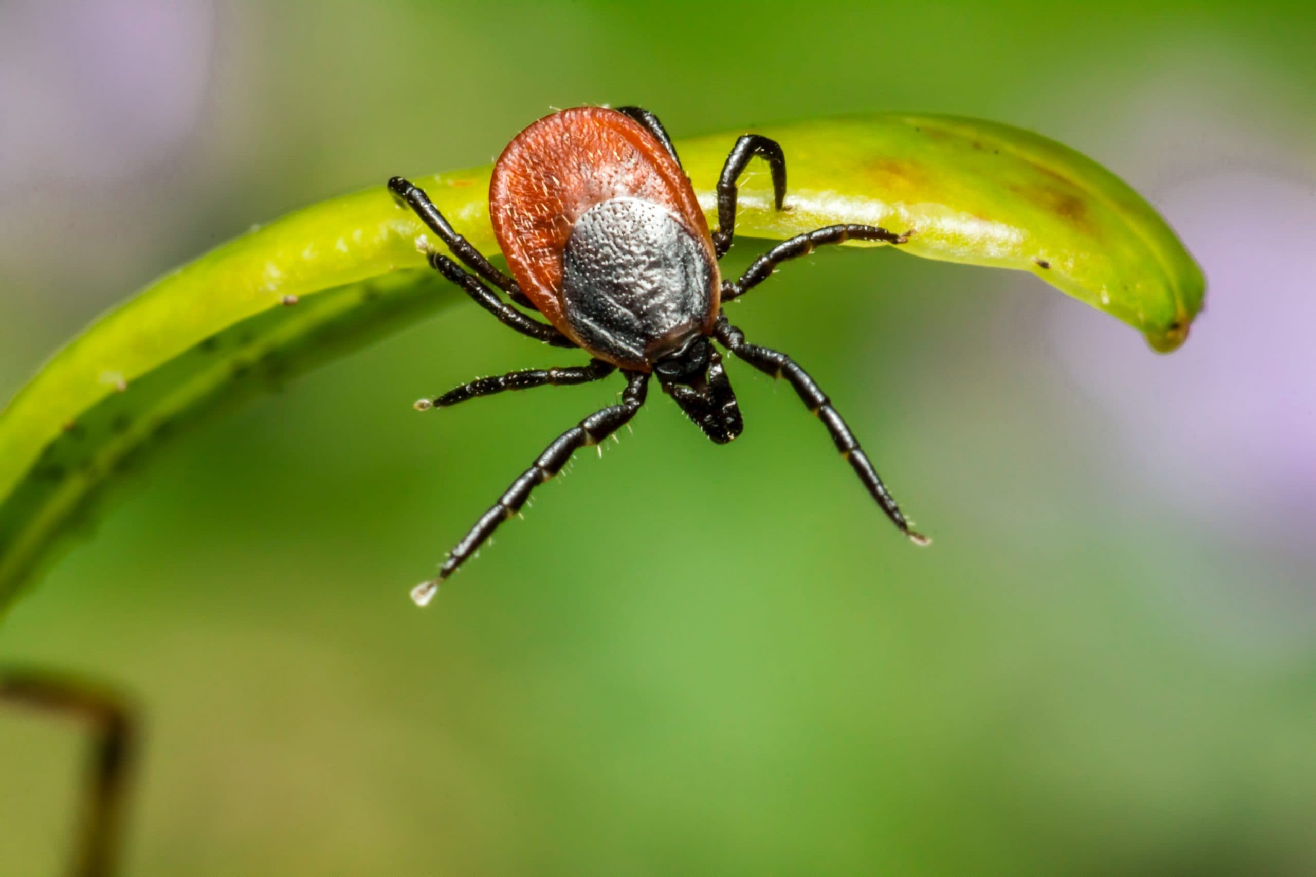 Babesiosis: The Hidden Danger
