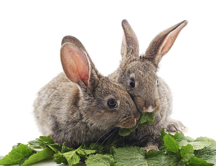 Dental Care in Rabbits