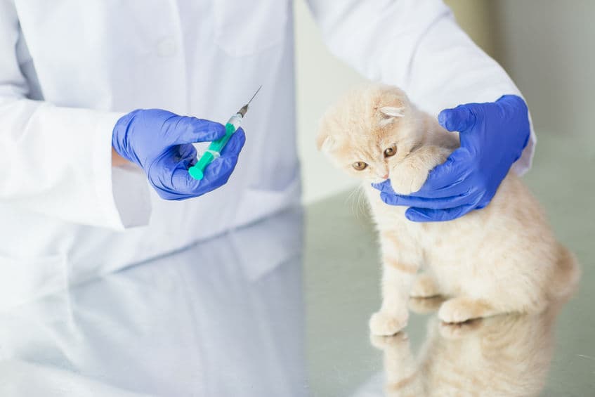 Are Vaccines Dangerous?