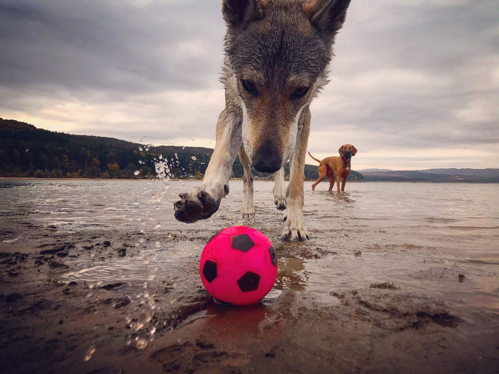 The Call of the Wild, or How to Raise a Wolf