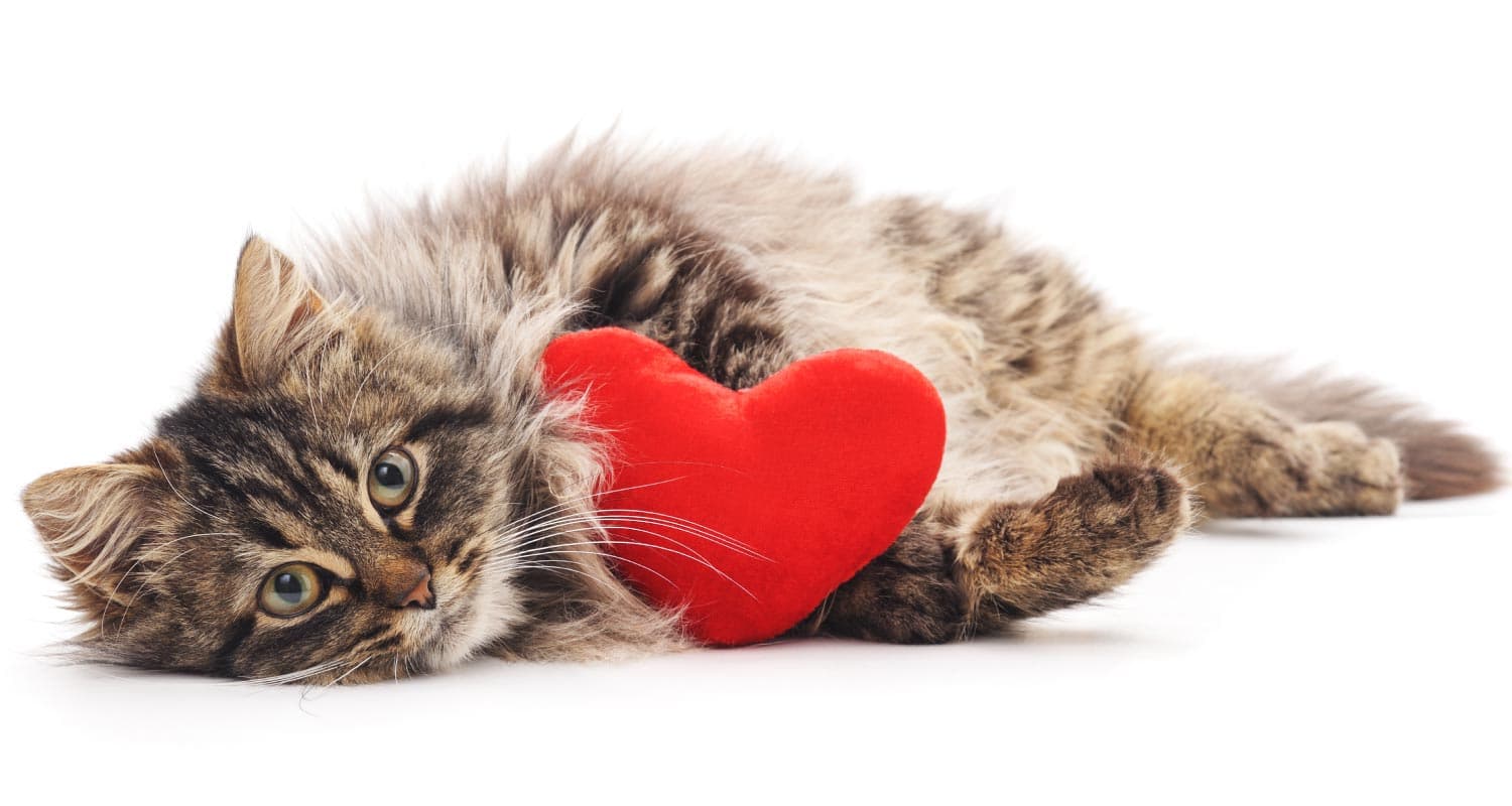 Hypertrophic Cardiomyopathy