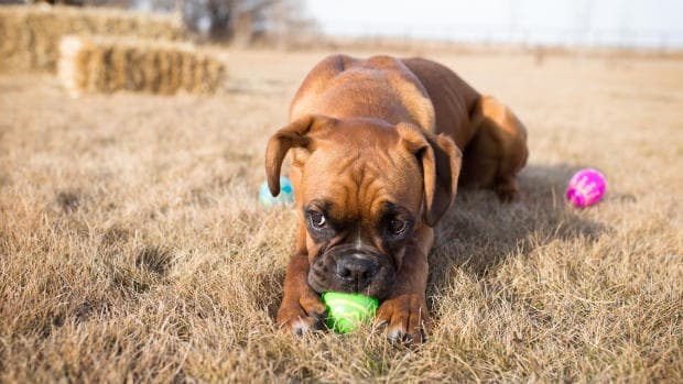 Heartworm – Spread of the Disease