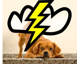 Animal Phobias: Loud Noises