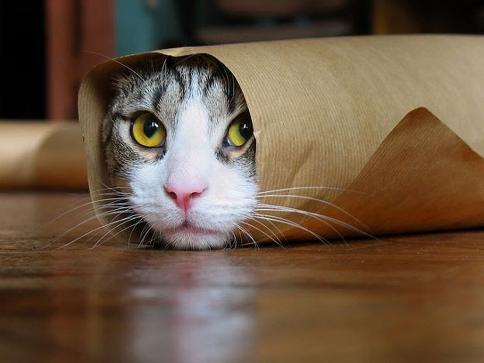 Skin Problems in Dogs and Cats