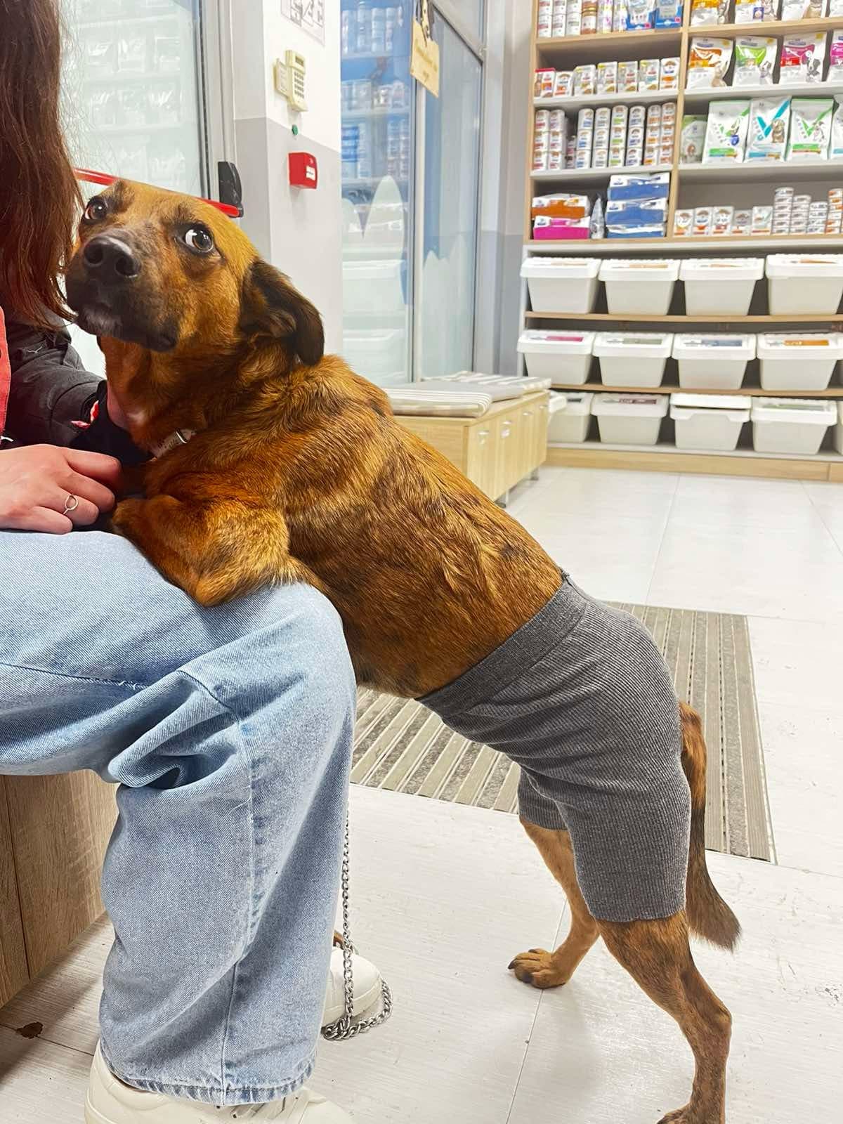 Ветеринарна клиника JulyVet